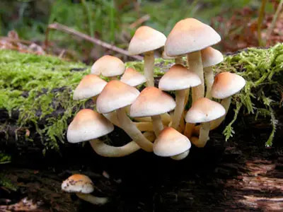 Resultado de imagem para Cogumelos