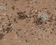 a-forca-das-formigas-2