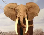 elefantes-comuns-3