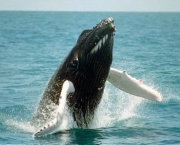 a-baleia-e-as-suas-principais-caracteristicas-3