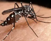 a-dengue-mata-e-quais-sao-os-tipos-de-dengue-2