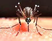 a-dengue-mata-e-quais-sao-os-tipos-de-dengue-4