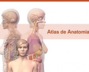 anatomia-da-mama-1