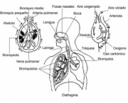 anatomia-do-pulmao-4