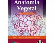 anatomia-vegetal-9