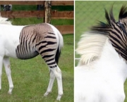 zebra-com-cavalo.jpg