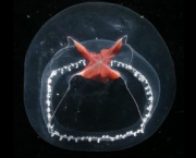 Medusa Transparente