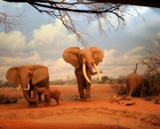 elefantes.jpg