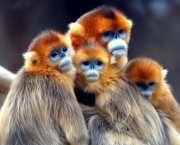 macacos.jpg