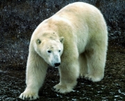 urso-polar.jpg