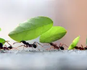 as-formigas-e-suas-arvores-12