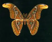 as-mariposas-nao-vivem-muito-1