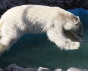 Ataque de Urso Polar (2).jpg