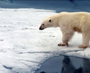 Ataque de Urso Polar (3).jpg