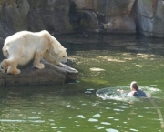 Ataque de Urso Polar (5).jpg