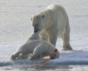 Ataque de Urso Polar (6).jpg