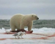 Ataque de Urso Polar (7).jpg