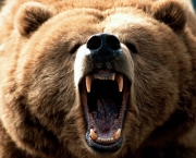 Ataque de Urso Polar (8).jpg