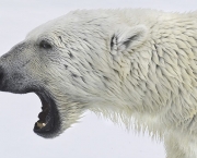 Ataque de Urso Polar (9).jpg
