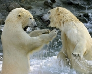 Ataque de Urso Polar (10).jpg