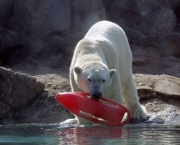 Ataque de Urso Polar (11).jpg