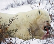 Ataque de Urso Polar (12).jpg