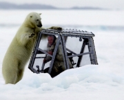 Ataque de Urso Polar (13).jpg