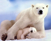 Ataque de Urso Polar (15).jpg