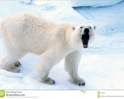 Ataque de Urso Polar (16).jpg
