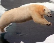 Ataque de Urso Polar (18).jpg