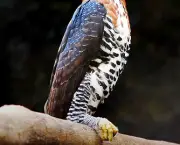 aves-de-rapina-15
