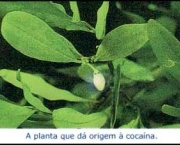 bolivia-apela-em-prol-da-legalizacao-do-consumo-da-folha-de-coca-7