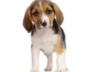 cao-beagle-3