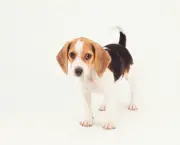 cao-beagle-8