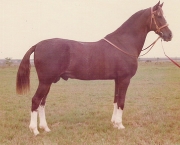 cavalo-mangalarga-paulista-12