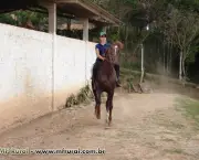 cavalo-mangalarga-paulista-13