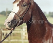 cavalo-mangalarga-paulista-7