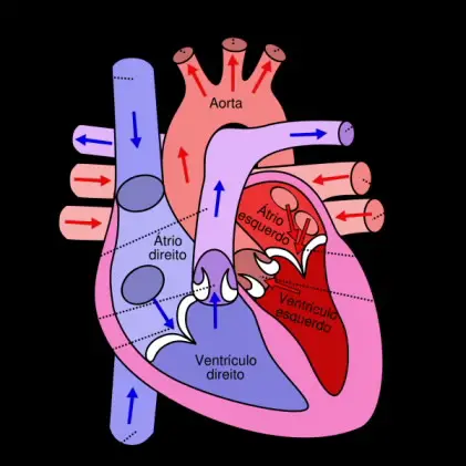 Coração anatomia e fisiologia