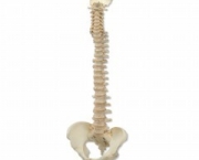 coluna-vertebral-anatomia-10