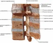 coluna-vertebral-anatomia-12