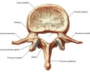 coluna-vertebral-anatomia-13