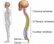 coluna-vertebral-anatomia-14