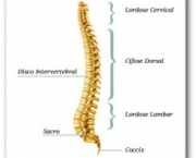 coluna-vertebral-anatomia-2