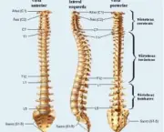 coluna-vertebral-anatomia-4