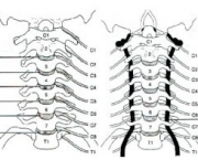 coluna-vertebral-anatomia-5