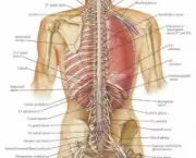 coluna-vertebral-anatomia-6