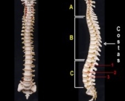 coluna-vertebral-anatomia-8