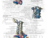 coluna-vertebral-anatomia-9
