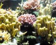Refice de Coral
