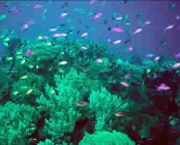 Coral e Peixes